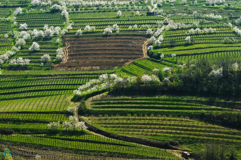 Vinska klet Brda i vina koja osvajaju tržite Bosne i Hercegovine